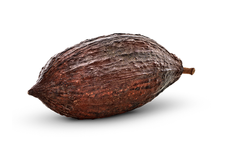Cacao