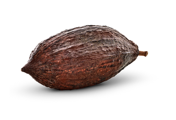 Cacao